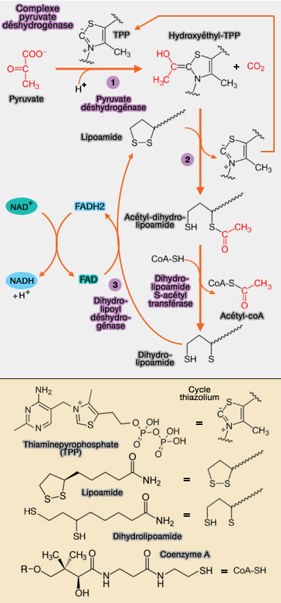 Complexe pyruvate déhydrogénase