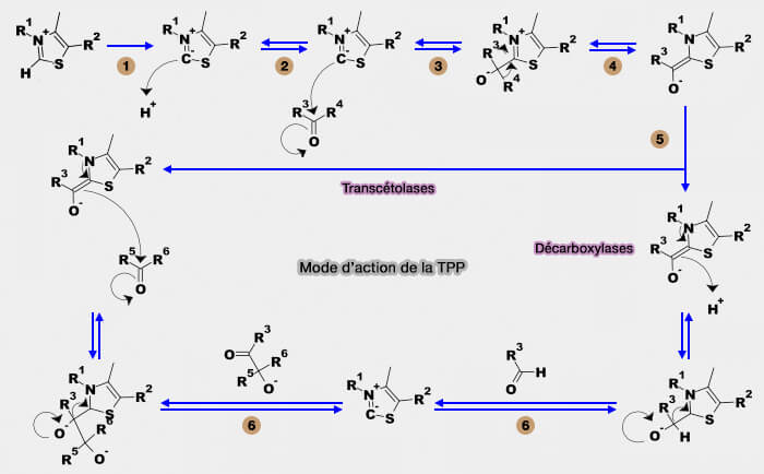 Mode d'action de la TPP (thiamine-pyrophosphate)