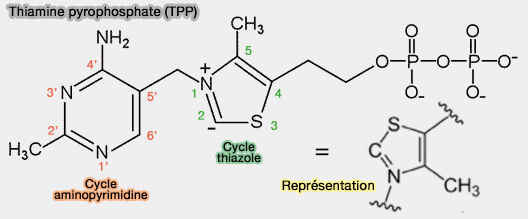 TPP (thiamine-pyrophosphate)