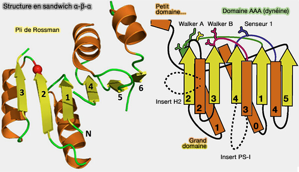 Structure en sandwich α-β-α