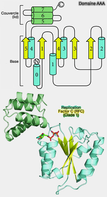 Structure du domaine AAA et clade 1