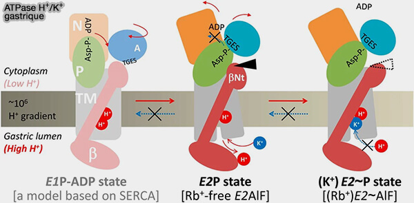 ATPase H+/K+ gastrique