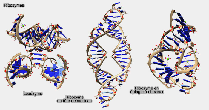 Structure des ribozymes