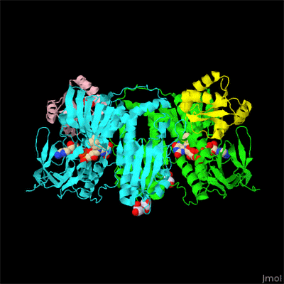 Dimère de TrxR humain complexé avec la Trx