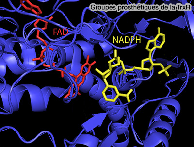 Groupes prosthétiques de la TrxR