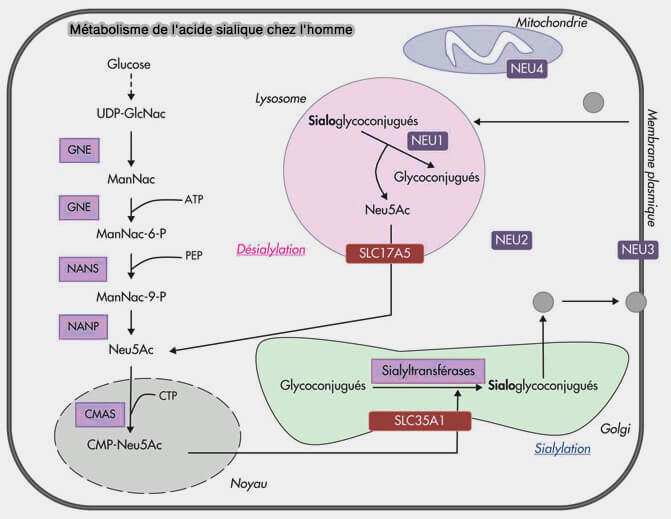 Métabolisme de l'acide sialique chez l'homme