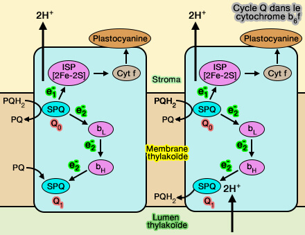 Photosystème II (PSII)