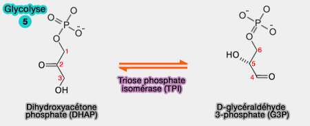 Interconversion des trioses phosphates