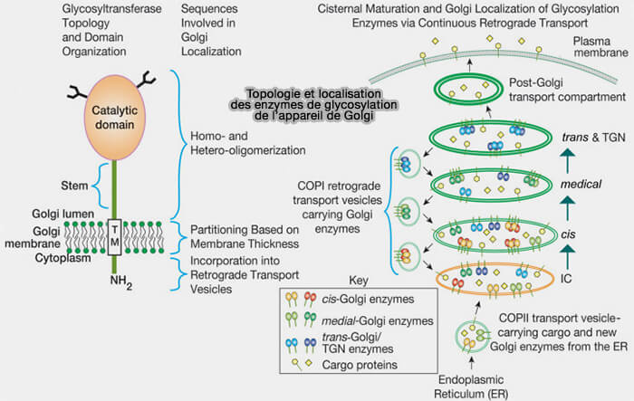 Topologie et localisation des enzymes de glycosylation de l’appareil de Golgi