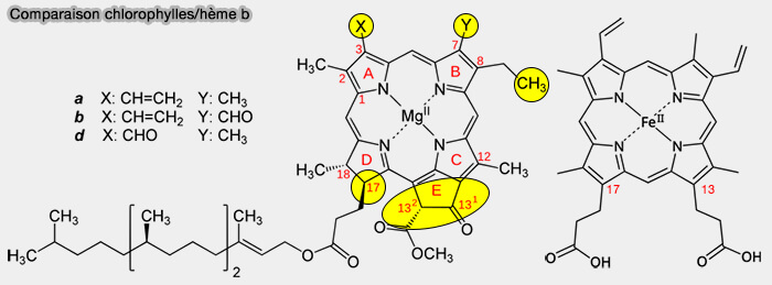 Phase claire de la photosynthèse