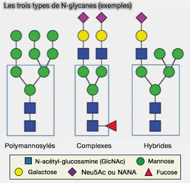 Les trois types de N-glycanes (exemples)