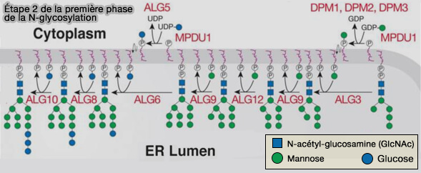 Étape 2 de la première phase de la N-glycosylation
