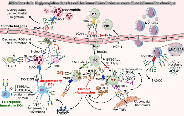 Altérations de la N-glycosylation au cours d’une inflammation chronique (cellules immunitaires innées)