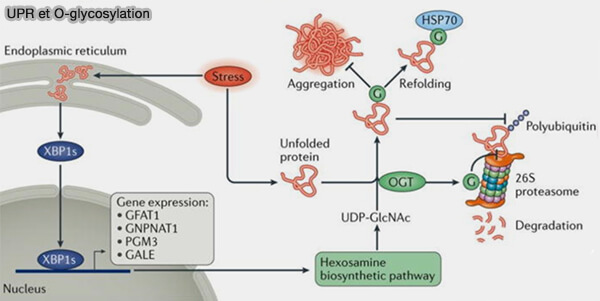 UPR et O-glycosylation
