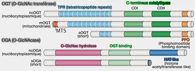 Cycle de la O-GlcNAcylation