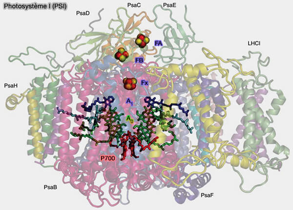 Photosystème I (PSI)