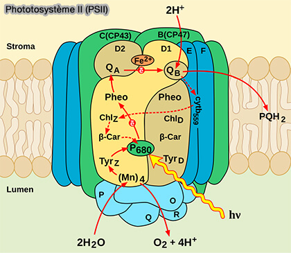 Photosystème II (PSII)