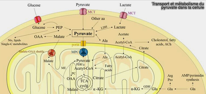 Transport et métabolisme du pyruvate dans la cellule