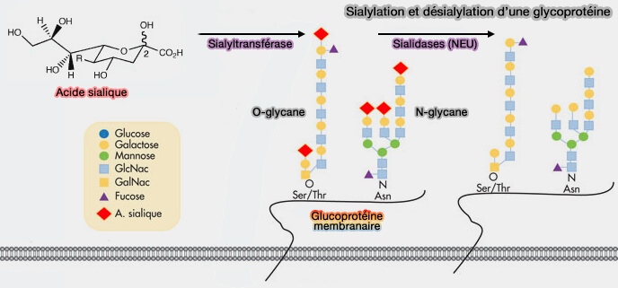 Sialylation et désialylation d'une glycoprotéine