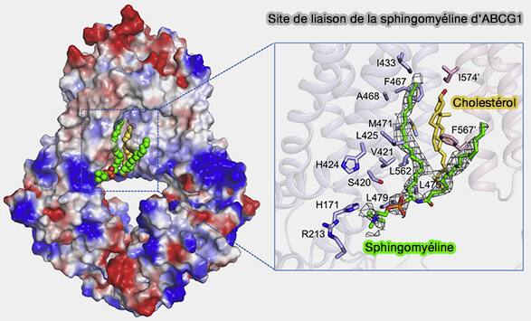 Site de liaison de la sphingomyéline d'ABCG1