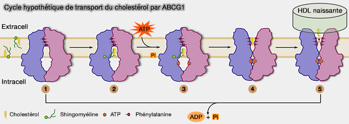 Cycle hypothétique de transport du cholestérol par ABCG1
