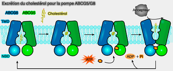 Excrétion du cholestérol pour la pompe ABCG5/G8