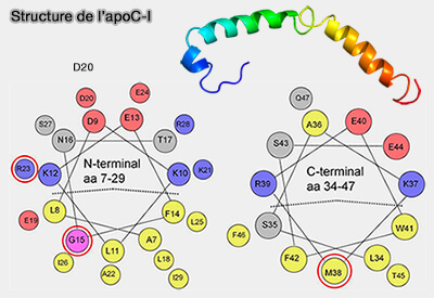 Structure de l'apoC-I