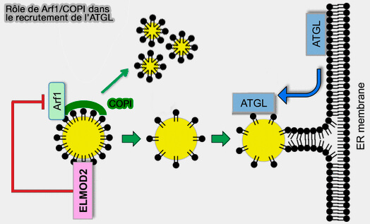 Biogenèse des gouttelettes lipidiques (Lipid Droplets)