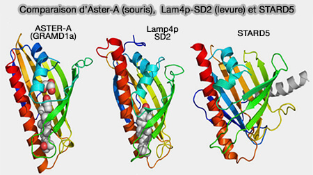  Comparaison d’Aster-A (souris), Lam4p-SD2 (levure) et STARD5 