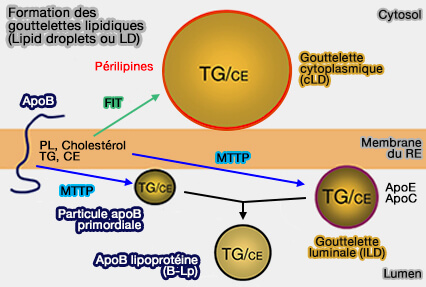 Formation des gouttelettes lipidiques