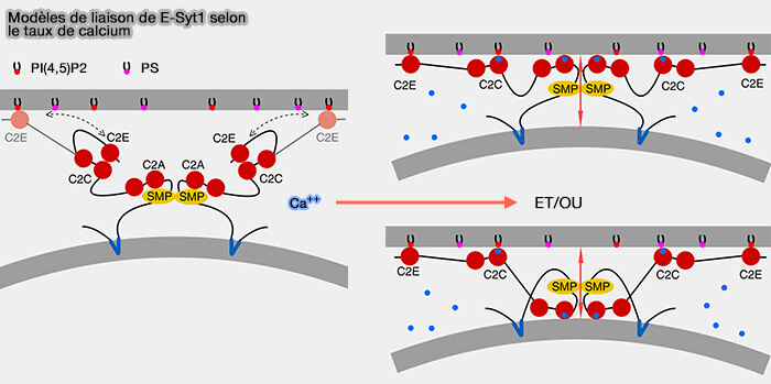 Modèles de liaison de E-Syt1 selon le taux de calcium