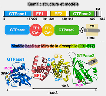 Gem1 : structure et modèle