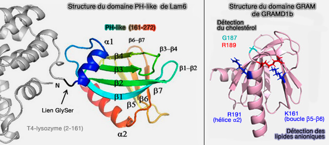 Domaine PH-like de Lam6 et GRAM de GRAMD1b