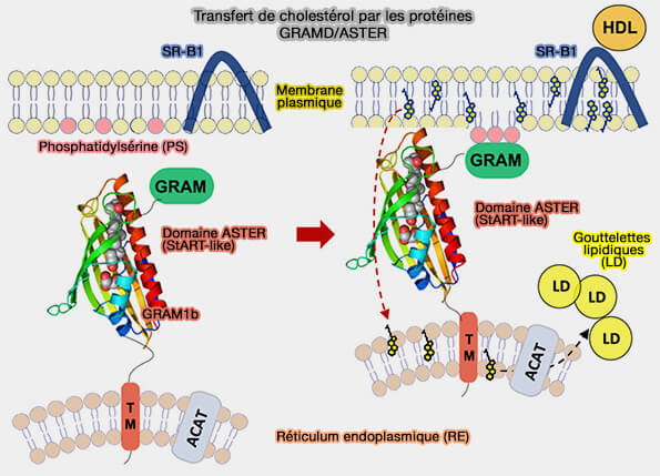 Transfert de cholestérol par les protéines GRAMD/ASTER