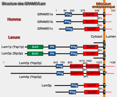 Structure des GRAMD/Lam