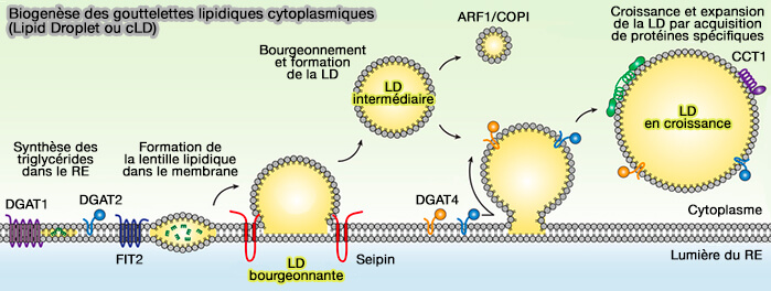Biogenèse des gouttelettes lipidiques (Lipid Droplets)