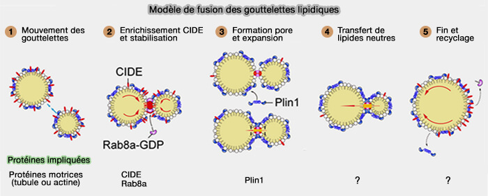 Modèle de fusion des gouttelettes lipidique