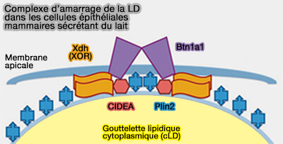 Complexe d'amarrage des LD (glande mammaire)