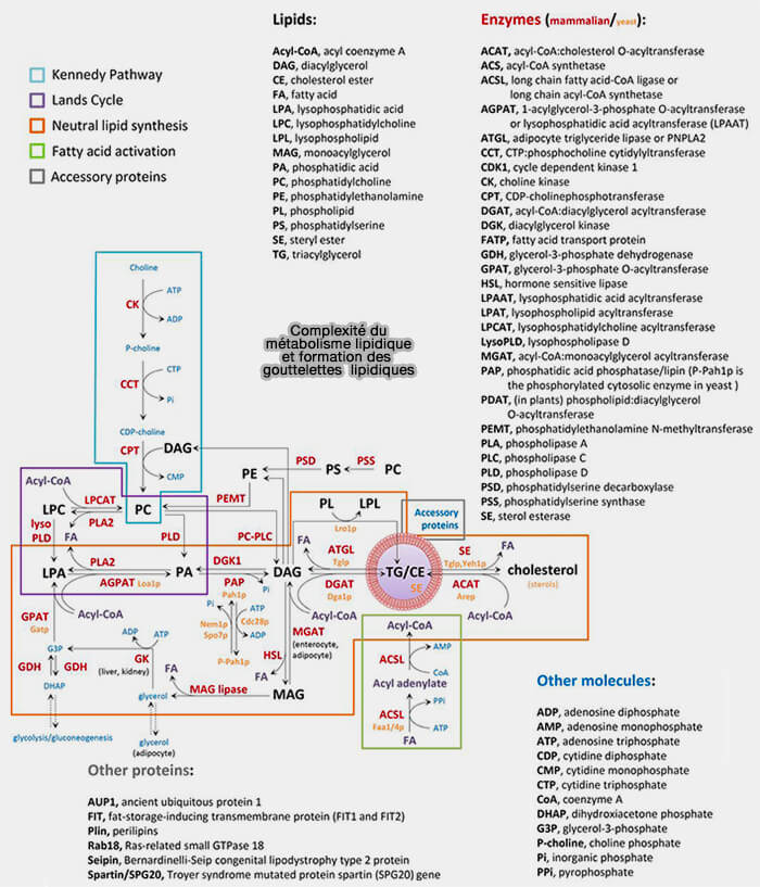 Complexité du métabolisme lipidiqueet formation des gouttelettes  lipidiques (LD)