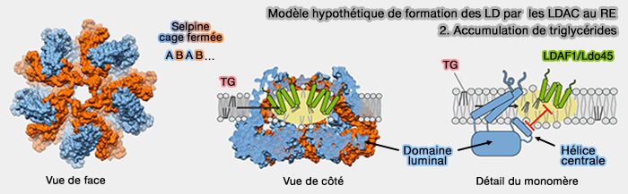 Modèle de biogenèse des LD : accumulation des triglycérides (TG)