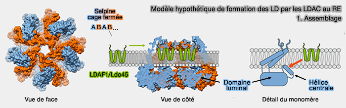 Modèle de biogenèse des LD : assemblage des LDAC