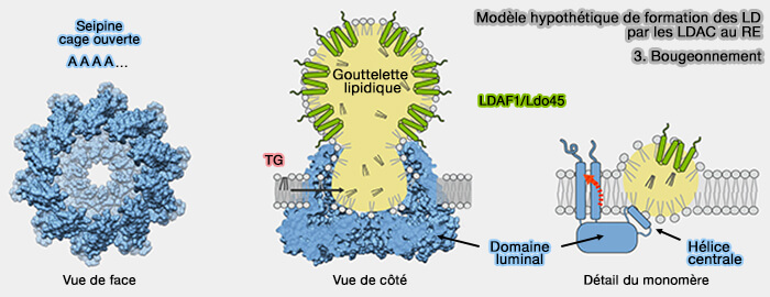 Modèle de biogenèse des LD : bourgeonnement