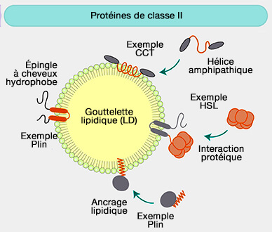 Protéines de classe I : GPAT4