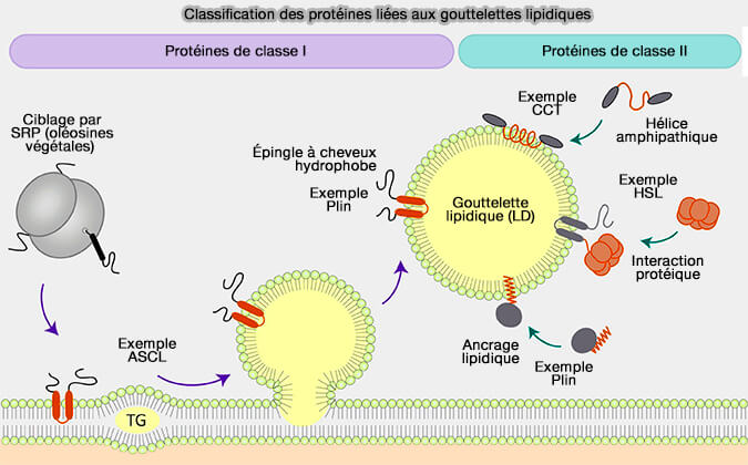 Classification des protéines liées aux gouttelettes lipidiques