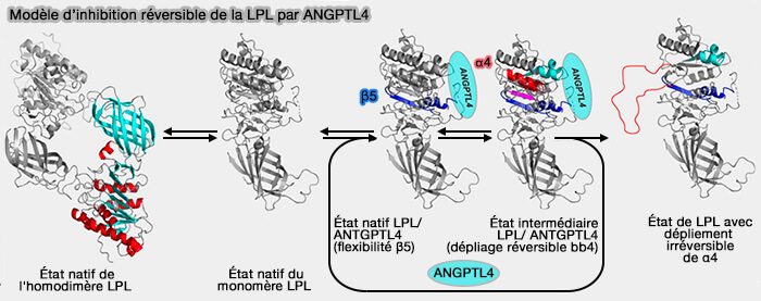 Modèle d'inhibition de la LPL par ANGPTL4
