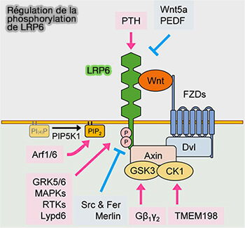 Régulation de la phosphorylation de LRP6 