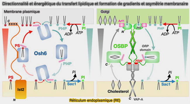 Directionnalité et énergétique du transfert lipidique et 
formation de gradients et asymétrie membranaire