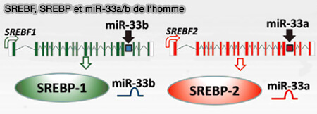 SREBF, SREBP et miR-33a/b