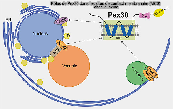 Rôles de Pex30 dans les sites de contact membranaire (MCS) chez la levure