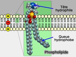 Phospholipide membranaire